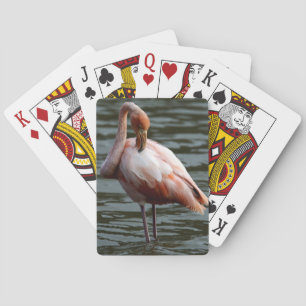 Galapagos Islands Flamingo Spel Kort