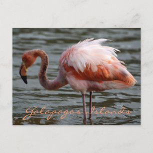 Galapagos Islands Flamingo Vykort
