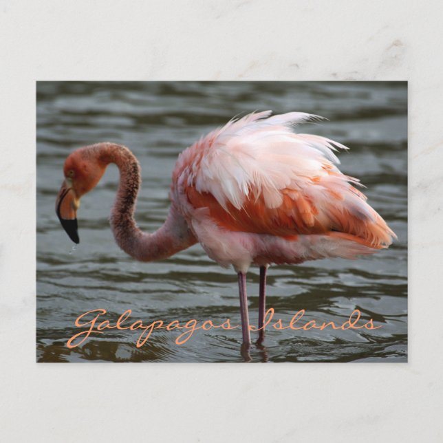 Galapagos Islands Flamingo Vykort (Framsida)