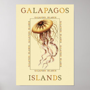 Galapagos Islands Jellyfish Poster