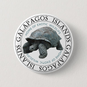 Galapagos Islands Tortoise Knapp