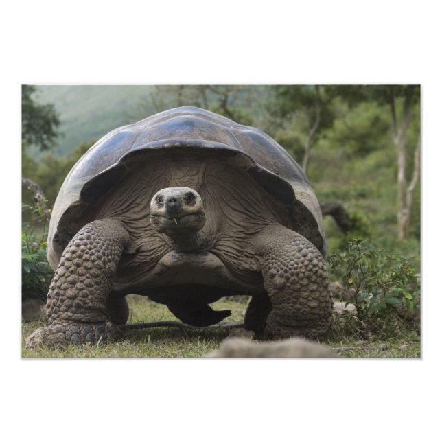 Galapagos jättelandschilddjur Geochelone Fototryck (Framsidan)