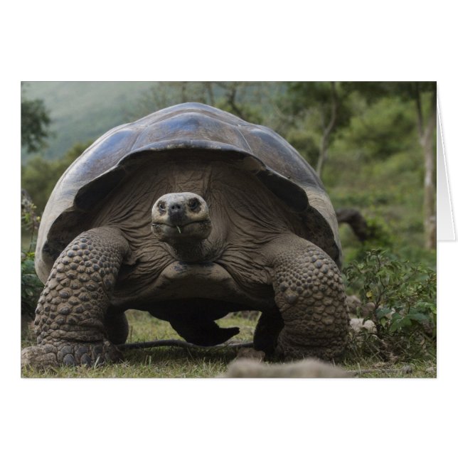 Galapagos jättelandschilddjur Geochelone Hälsningskort (Framsidan Horizontal)