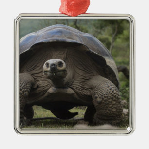 Galapagos jättelandschilddjur Geochelone Julgransprydnad Metall