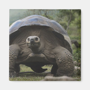Galapagos jättelandschilddjur Geochelone Magnet