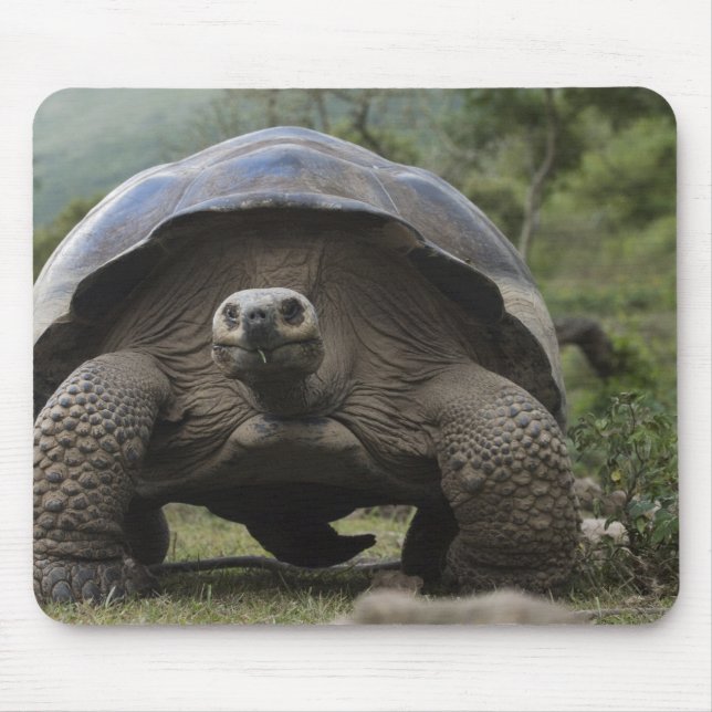 Galapagos jättelandschilddjur Geochelone Musmatta (Framsidan)