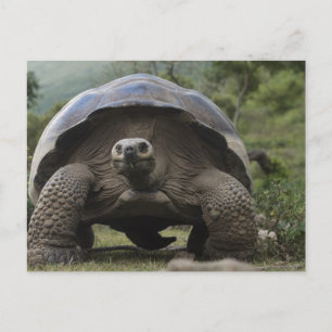Galapagos jättelandschilddjur Geochelone Vykort