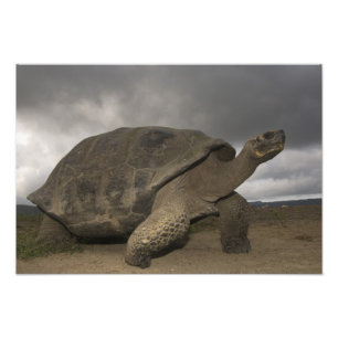 Galapagos jättelandsköldpadda Geochelone Fototryck