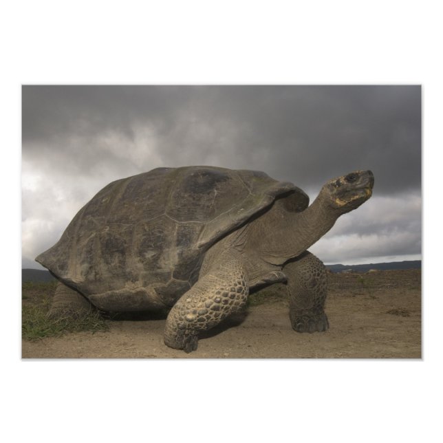 Galapagos jättelandsköldpadda Geochelone Fototryck (Framsidan)