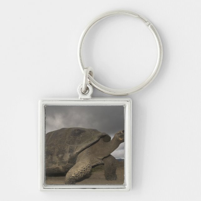 Galapagos jättelandsköldpadda Geochelone Fyrkantig Silverfärgad Nyckelring (Framsidan)