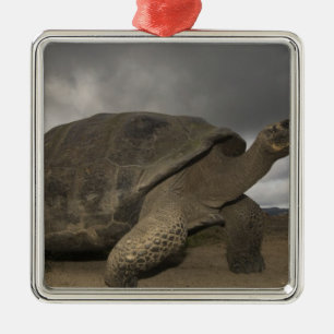 Galapagos jättelandsköldpadda Geochelone Julgransprydnad Metall