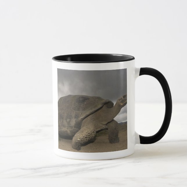 Galapagos jättelandsköldpadda Geochelone Mugg (Höger)