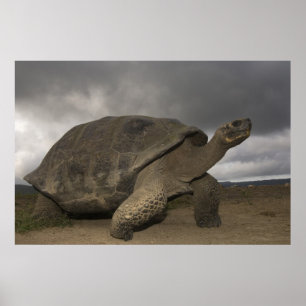 Galapagos jättelandsköldpadda Geochelone Poster