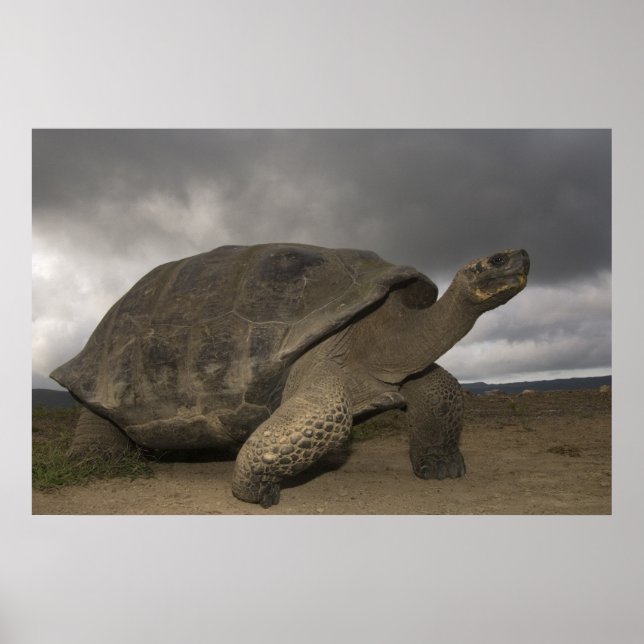 Galapagos jättelandsköldpadda Geochelone Poster (Framsidan)
