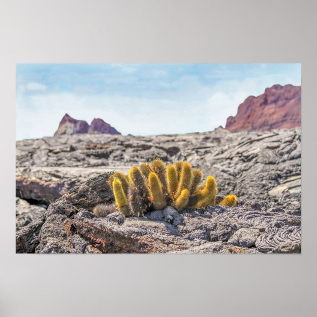 Galapagos lavakaktus, Ecuador Poster (Framsidan)