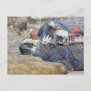galapagos leguan sömn vykort