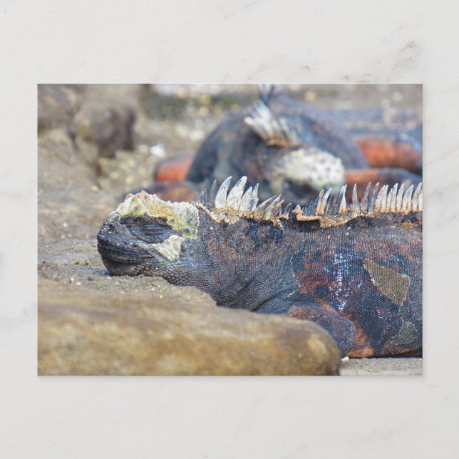 galapagos leguan sömn vykort (Framsida)