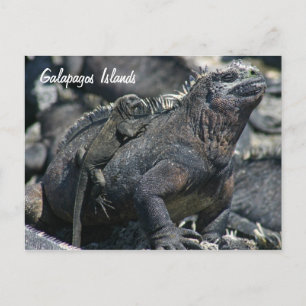 Galapagos Marine Iguana med baby Vykort