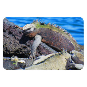 galapagos maringuana magnet