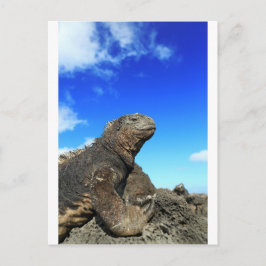 Galapagos maringuana sunbad vykort