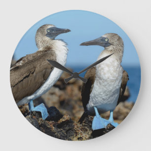 Galapagos öar, Isabela ö Stor Klocka
