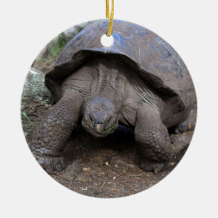 Galapagos-öarna Julgransprydnad Keramik