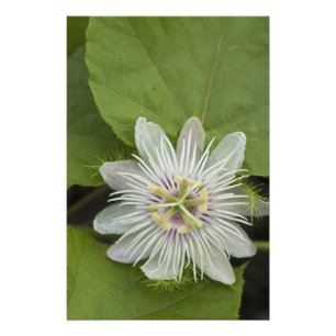 Galapagos Passionsblomma Passiflora foetida Fototryck