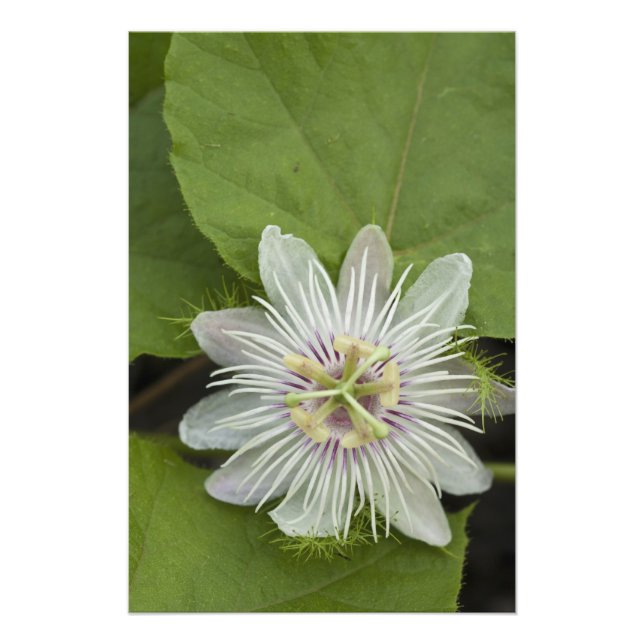 Galapagos Passionsblomma Passiflora foetida Fototryck (Framsidan)