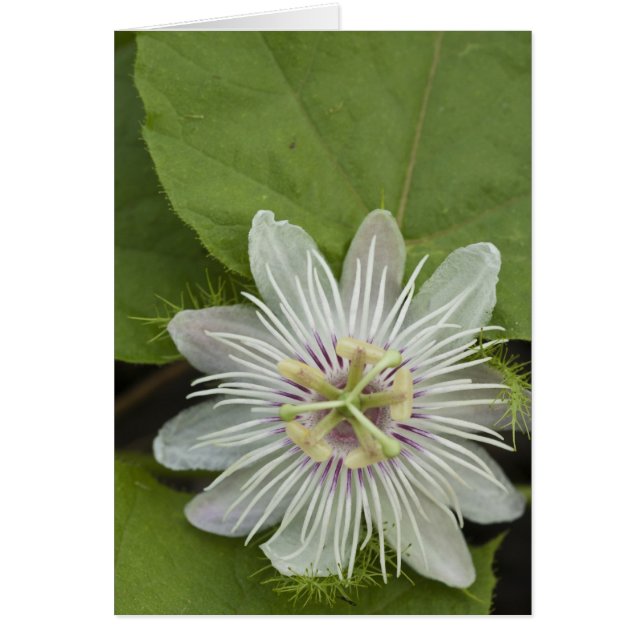 Galapagos Passionsblomma Passiflora foetida Hälsningskort (Framsidan)