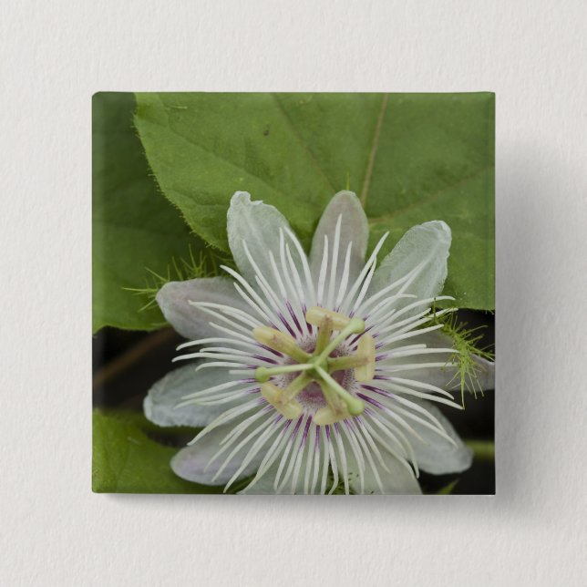 Galapagos Passionsblomma Passiflora foetida Knapp (Framsida)