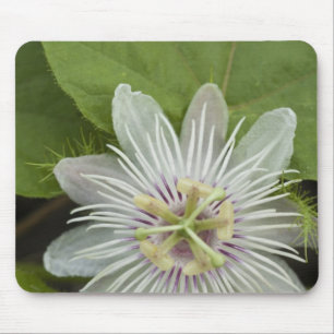 Galapagos Passionsblomma Passiflora foetida Musmatta