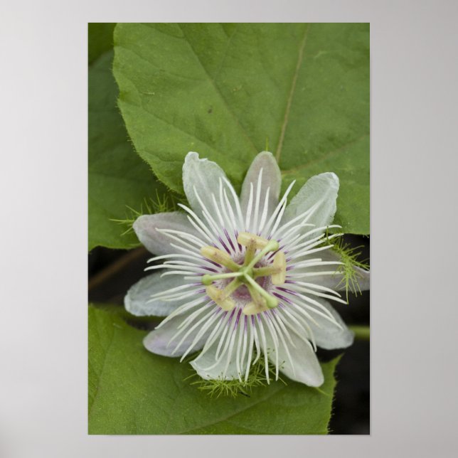 Galapagos Passionsblomma Passiflora foetida Poster (Framsidan)