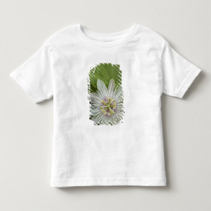 Galapagos Passionsblomma Passiflora foetida Tee