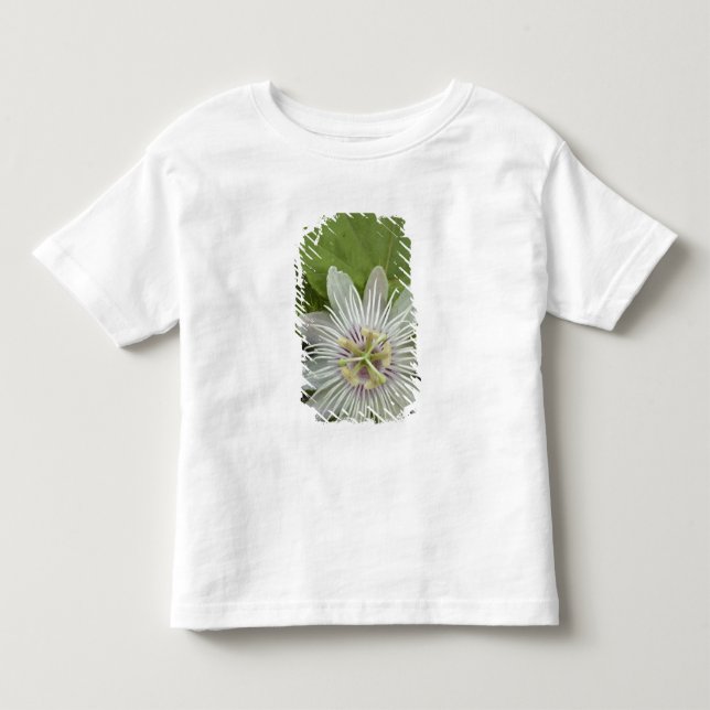 Galapagos Passionsblomma Passiflora foetida Tee (Framsida)