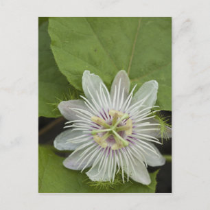 Galapagos Passionsblomma Passiflora foetida Vykort
