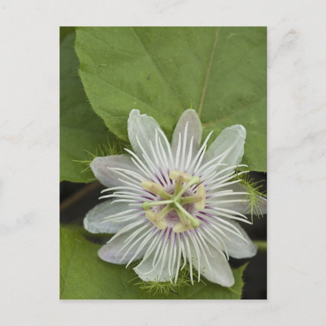 Galapagos Passionsblomma Passiflora foetida Vykort (Framsida)