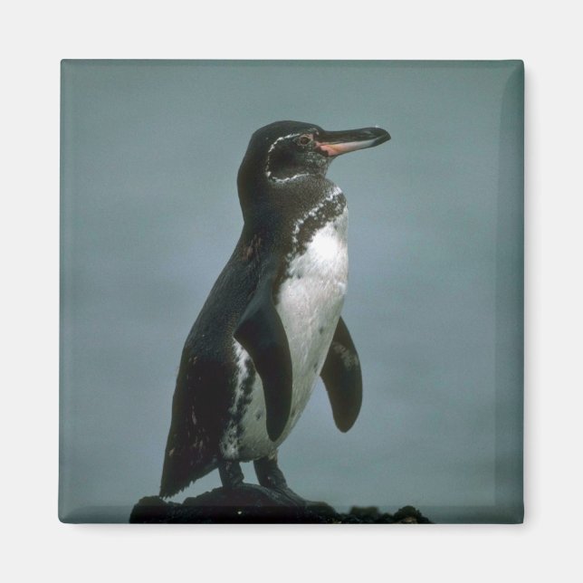 Galapagos' Penguin på Lava Sten Magnet (Framsidan)