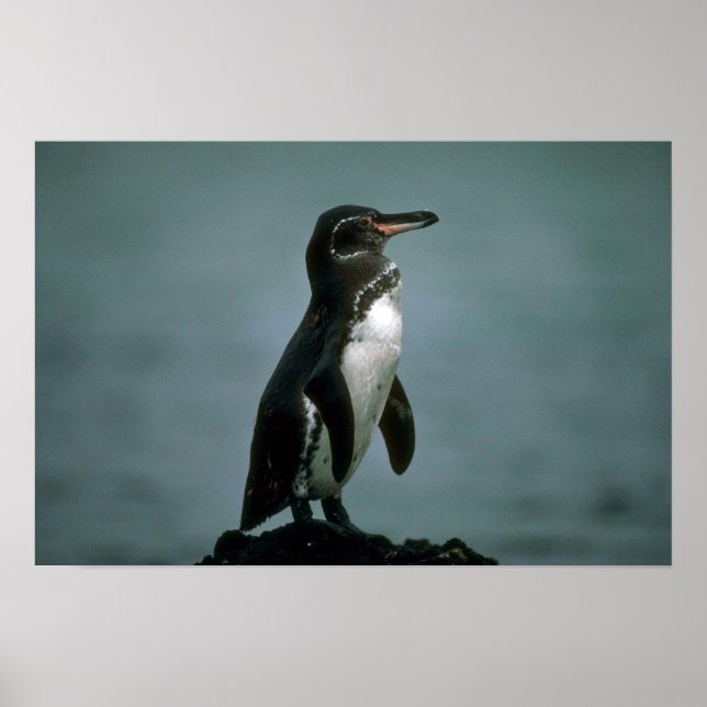 Galapagos' Penguin på Lava Sten Poster (Framsidan)