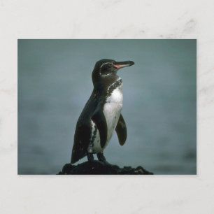 Galapagos' Penguin på Lava Sten Vykort