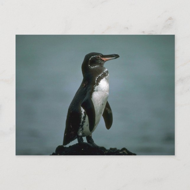 Galapagos' Penguin på Lava Sten Vykort (Framsida)