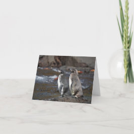 Galapagos Penguin Pair Greeting Card Kort