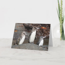Galapagos Penguins Folded Greeting Card Kort
