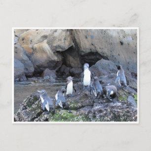 galapagos penguins vykort