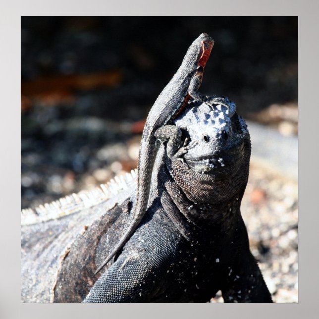 Galapagos Poster (Framsidan)