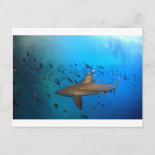 Galapagos reef shark vykort