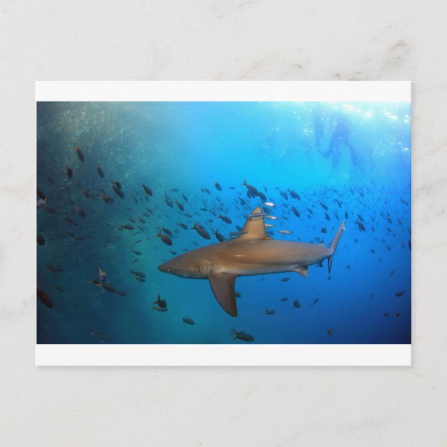 Galapagos reef shark vykort (Framsida)