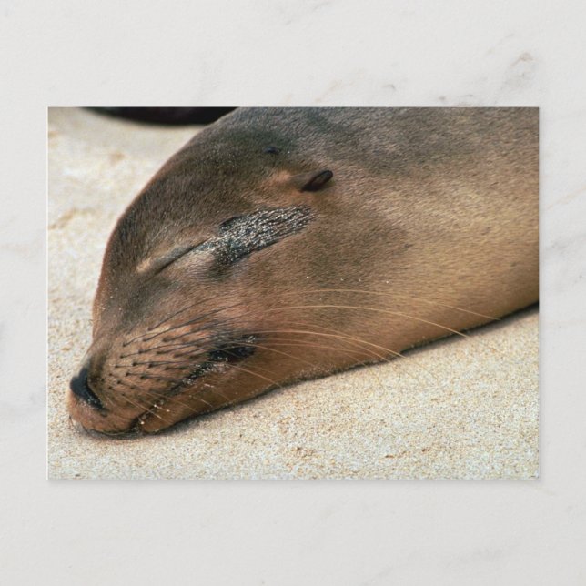 Galapagos Sea Lejon Vykort (Framsida)