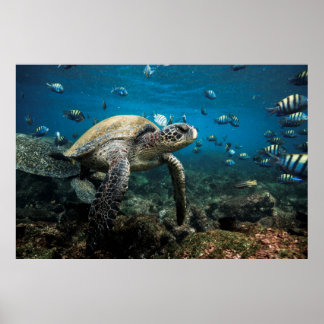 Galápagos Sea Turtle med sergeant Major Fish Poster