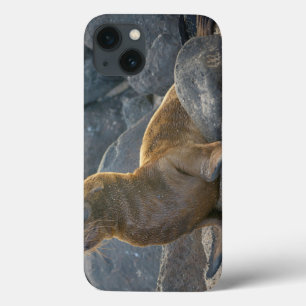 Galapagos sjölejon