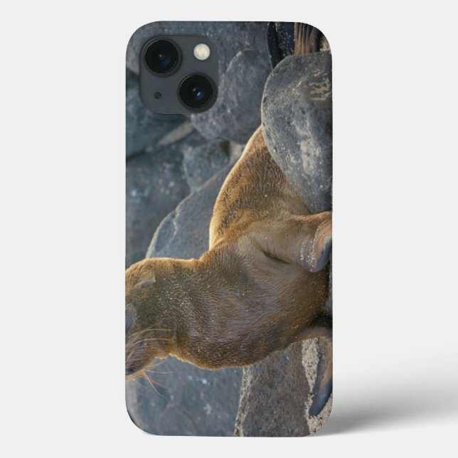 Galapagos sjölejon (Baksida)